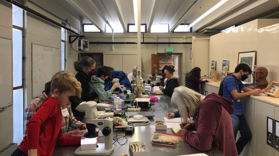 Observing preserved insects at Frost Entomological Museum