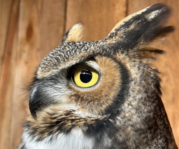 Great Horned Owl