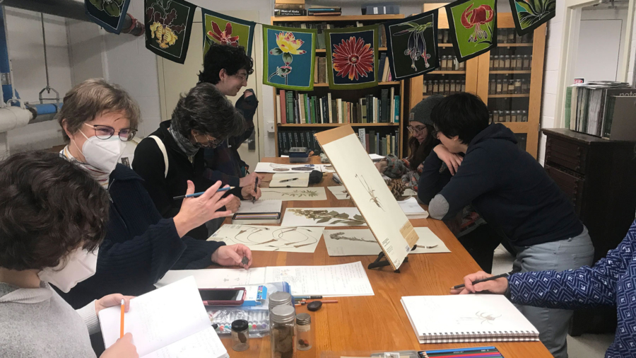 Sketching pressed plants at the herbarium