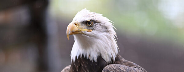 Closeup of a Bald Eagle