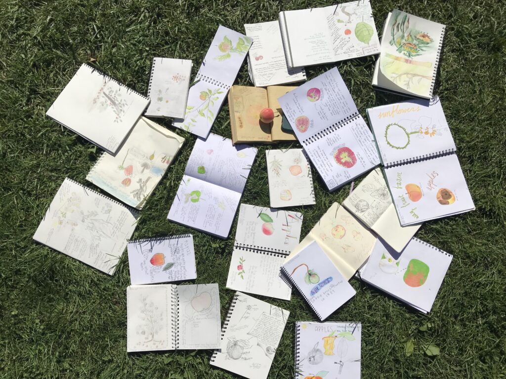 Notebooks scattered amongst the grass showing colorful drawings of apples.