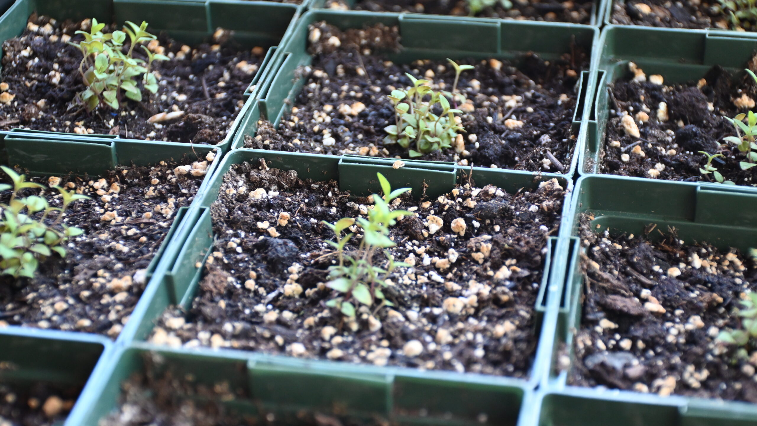 A grid of small pots of dirt with small plants growing inside